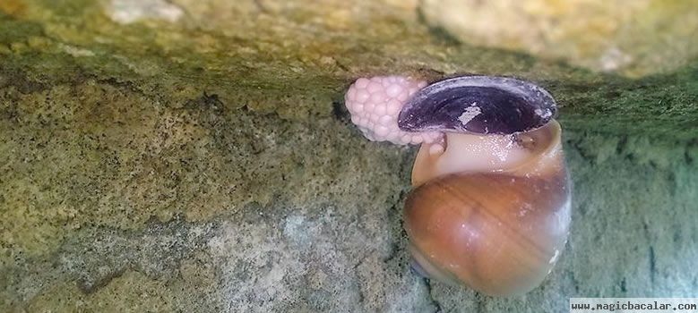 El caracol chivita, molusco acuático