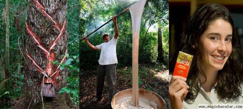 Quintana Roo a State of gum collector