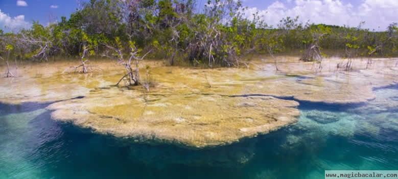 Les stromatolites de Bacalar.